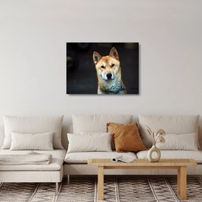 Sklenený obraz psa (70x50 cm)