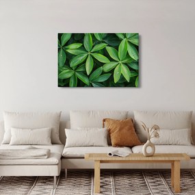Obraz - Listy s kvapkami rosy (90x60 cm)