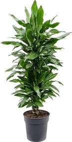 Dracaena janet lind 27x110 cm