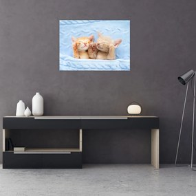Sklenený obraz - Spiace mačiatka (70x50 cm)