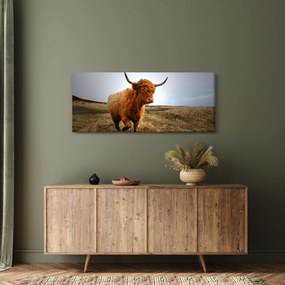 Obraz škótskej kravy (120x50 cm)
