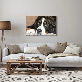 Obraz psa (90x60 cm)