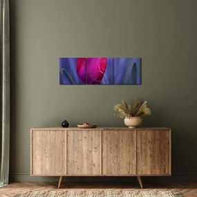 Obraz pupete tulipánu (s hodinami) (90x30 cm)