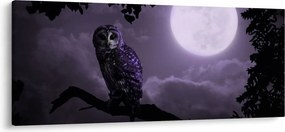 Obraz - Nočná sova, fialová (120x50 cm)