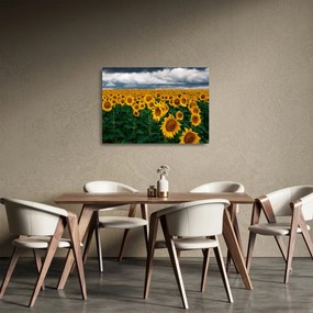 Sklenený obraz slnečnicového poľa (70x50 cm)