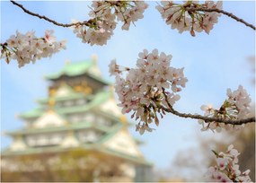 Sklenený obraz - Sakura (70x50 cm)
