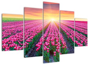Obraz poľa tulipánov so slnkom (150x105 cm)