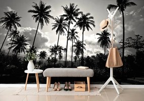 Samolepiaca tapeta kokosové palmy na pláži v čiernobielom