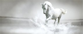 Obraz - Biely kôň (120x50 cm)