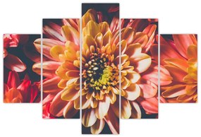 Obraz - Chryzantémy (150x105 cm)