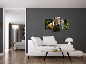 Obraz - Rys (90x60 cm)