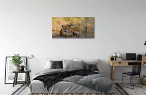 Sklenený obraz Tigers 125x50 cm