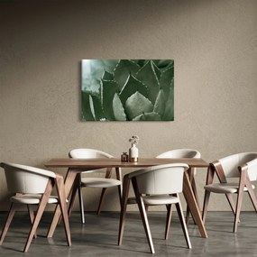 Obraz - Zelená agáve (90x60 cm)
