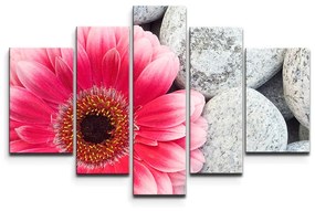 Sablio Obraz - 5-dílný Gerbera na kameňoch - 125x90 cm