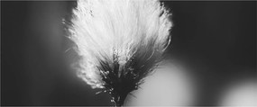 Obraz - Čiernobiely cottongrass (120x50 cm)