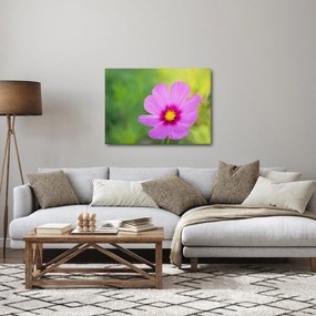 Obraz - lúčna kvetina (70x50 cm)