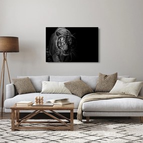 Obraz divokého tigra (90x60 cm)