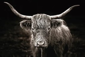 Obraz na pláte Škótska krava, 90x60 cm%