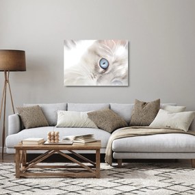 Sklenený obraz - Mačka s modrými očami (70x50 cm)