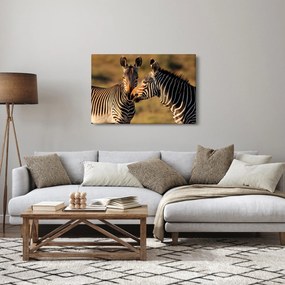 Obraz - Dve zebry (90x60 cm)