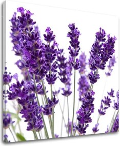 Obraz na stenu KVETY XOBKV128E12 - 60x60 cm