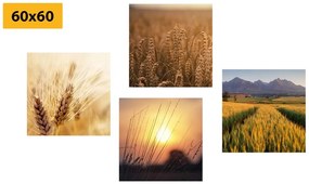 Set obrazov zlatisté obilné polia