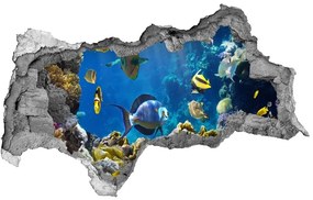 Fototapeta diera na stenu Koralový útes nd-b-36026012