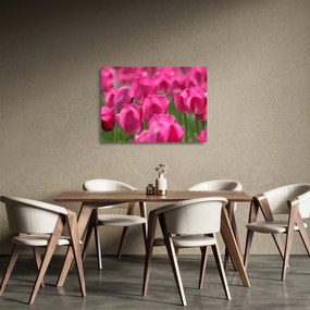 Sklenený obraz - Ružové tulipány (70x50 cm)