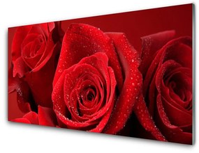 Obraz na akrylátovom skle Ruže kvety 140x70 cm