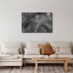 Obraz - Sušená pampová tráva (90x60 cm)