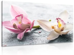Obraz dva farebné kvety orchidey Varianta: 120x80