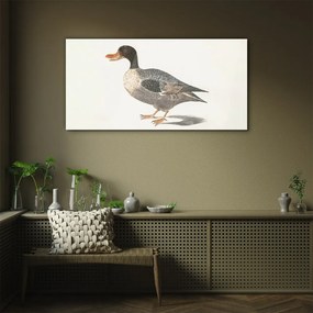 Obraz na skle Kreslenie vták kačica