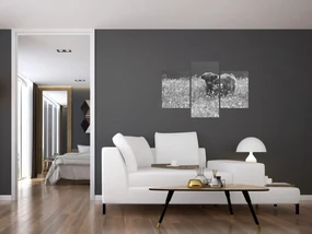 Obraz - Škótska krava 5, čiernobiela (90x60 cm)