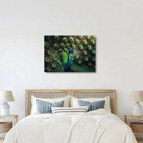 Sklenený obraz – Páv (70x50 cm)