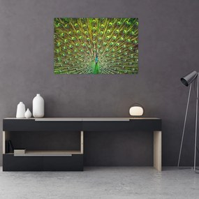 Obraz - Páv (90x60 cm)