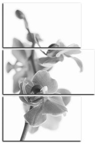 Obraz na plátne - Orchidea kvet izolovaná na bielom pozadí - obdĺžnik 7222QD (105x70 cm)