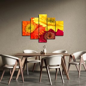 Obraz - Kvety Gerbery (150x105 cm)