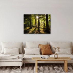Obraz snového lesa (70x50 cm)