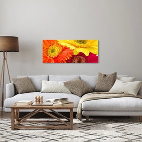 Obraz - Kvety Gerbery (120x50 cm)