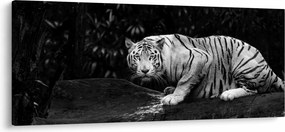 Obraz - Tiger albín, čiernobiely (120x50 cm)