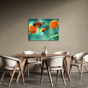 Sklenený obraz motýľa (70x50 cm)