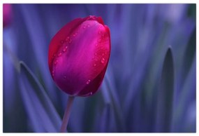 Obraz pupete tulipánu (90x60 cm)