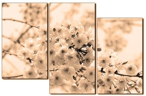 Obraz na plátne - Čerešňový kvet 1279FD (105x70 cm)