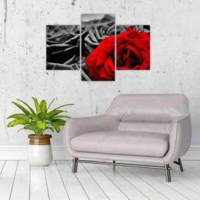 Obraz - Kvety ruží (90x60 cm)