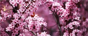 Obraz - Ružová sakura (120x50 cm)