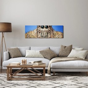 Obraz detailu pavúka (s hodinami) (90x30 cm)