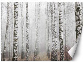 Fototapeta, Březový les v mlze - 100x70 cm