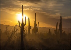 Sklenený obraz - Kaktusy Saguaro (70x50 cm)