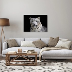 Sklenený obraz - Leopard snežný (70x50 cm)