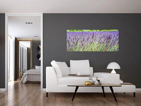 Obraz poľa s levanduľou (120x50 cm)